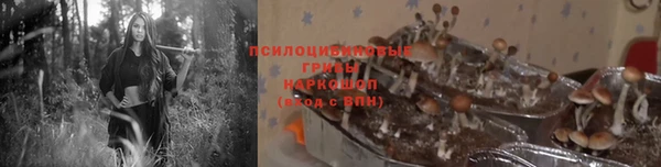 прущие грибы Пролетарск